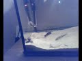 www.piranhalar.com yilanbas ile cichla www.piranhalar.com yilanbas ile cichla