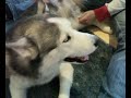 If you want a Husky... watch this first!