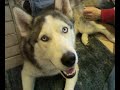 If you want a Husky... watch this first!