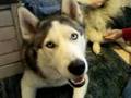 If you want a Husky... watch this first!