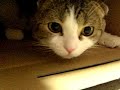 Cat\