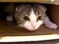 Cat's BOX スコティッシュ箱