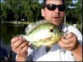 Giant redear sunfish