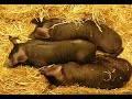 bébés animaux n° 2 bébés animaux n° 2