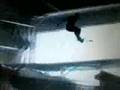 Hangar-skateboarding