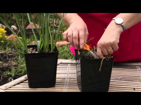 how to replant potted tulips