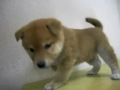 2009年11月5日生まれの柴犬④