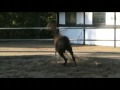 -CASYDA, filly 2009 | www.blommerod.com