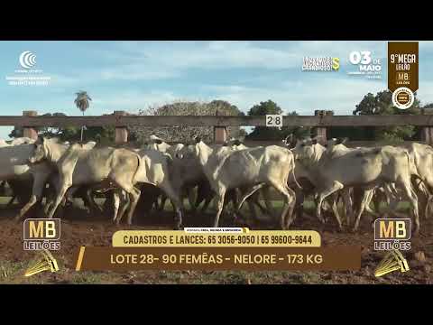 9� MEGA LEIL�O DA MB LEIL�ES