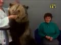 karate guy attacks a bear attacking a woman