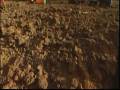 Bluebell Tip Dig Live On BBC News