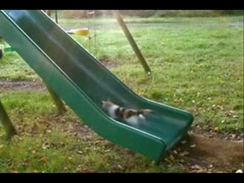 Kittens Playing on a Slide. Who Needs a Treadmill? Kittens Playing on a Slide. Who Needs a Treadmill?