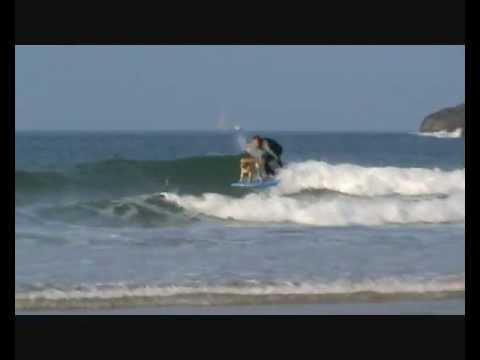 mango the surfing dog of Newquay 0001