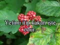 Maun süresi Maun süresi