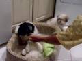 Bichón Habanero video