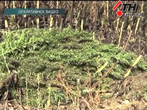 Смотреть видео