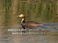 Grebe with offspring