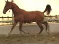 videos de Mark van de Gelderlander - birth through yearling 2007-2008.wmv