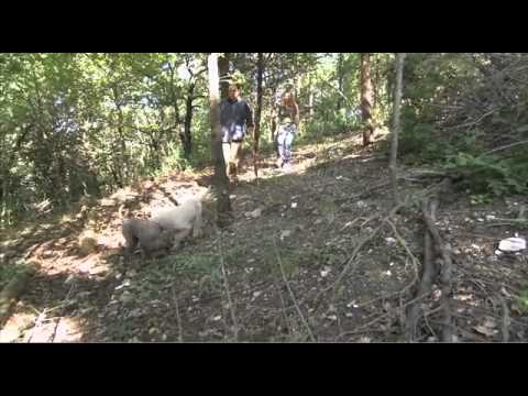 Dogs101 lagotto Romagnolo Rare breed