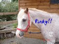 south cerney riding school