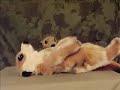 Yiffing Plushies!!