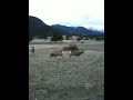 Live Deer Grazing By the Road