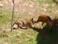 tigres se comen a ciervo en terra natura