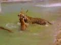 tigres se comen a ciervo en terra natura