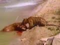 tigres se comen a ciervo en terra natura