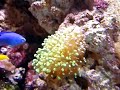 Euphyllia - frogspawn Euphyllia - frogspawn