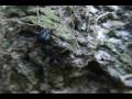 Herping With Dylan: Insects (Pt. 2)