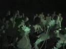 Botron! LIVE in nightvision
