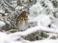 Messiaen La grive musicienne/the song thrush Messiaen La grive musicienne/the song thrush