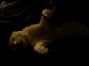 Dog tired cat Dog tired cat
