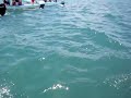 Tortuga en Riviera Maya