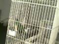 videos de carmen bird 2 0