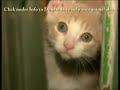 End Animal Abuse and Cruelty