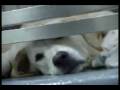 videos de End Animal Abuse and Cruelty