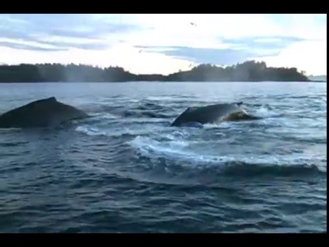 Prince Rupert Adventure Tours 2006