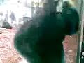 \"Samson\" a gorilla in Giveskud Zoo In Jutlandia in Denmark