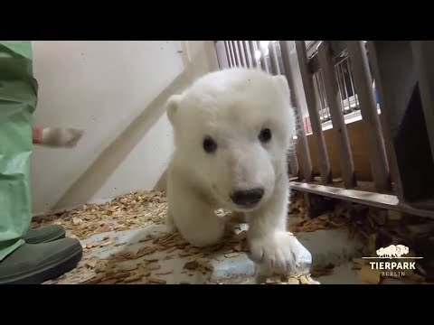 Berlin: Neue Bilder vom Eisbär-Baby im Berliner Tierpar ...