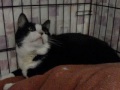 Click here to watch this video Video of adoptable pet O'Shea