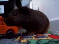 cochon,d'inde,