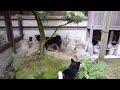 Click here to watch this video 黒柴ささみちゃん一家