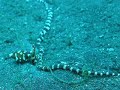 Mimic Octopus