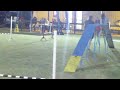Click here to watch this video ITALIAN GREYHOUND AGILITY - FINESSE - GAMBLERS