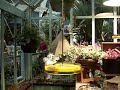 Butterflies at the Bellagio