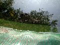 6 Tage schwimmen die Kleinen jetzt schon frei umher. Man kann schon ca 3 verschiedene Farben beobachten. Helle, grünliche und dunkele Varianten. Die Aktivitäten haben auch stark zugenommen. Gefüttert werden sie mit im Mörser zerkleinertem Koi Futter. Gekauft bei 
