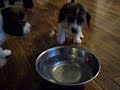 beagle-puppies-take-their-first-drink.html