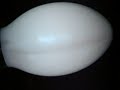 mercury lamp. lurking under borosilicate shell